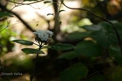 Clerodendrum philippinum